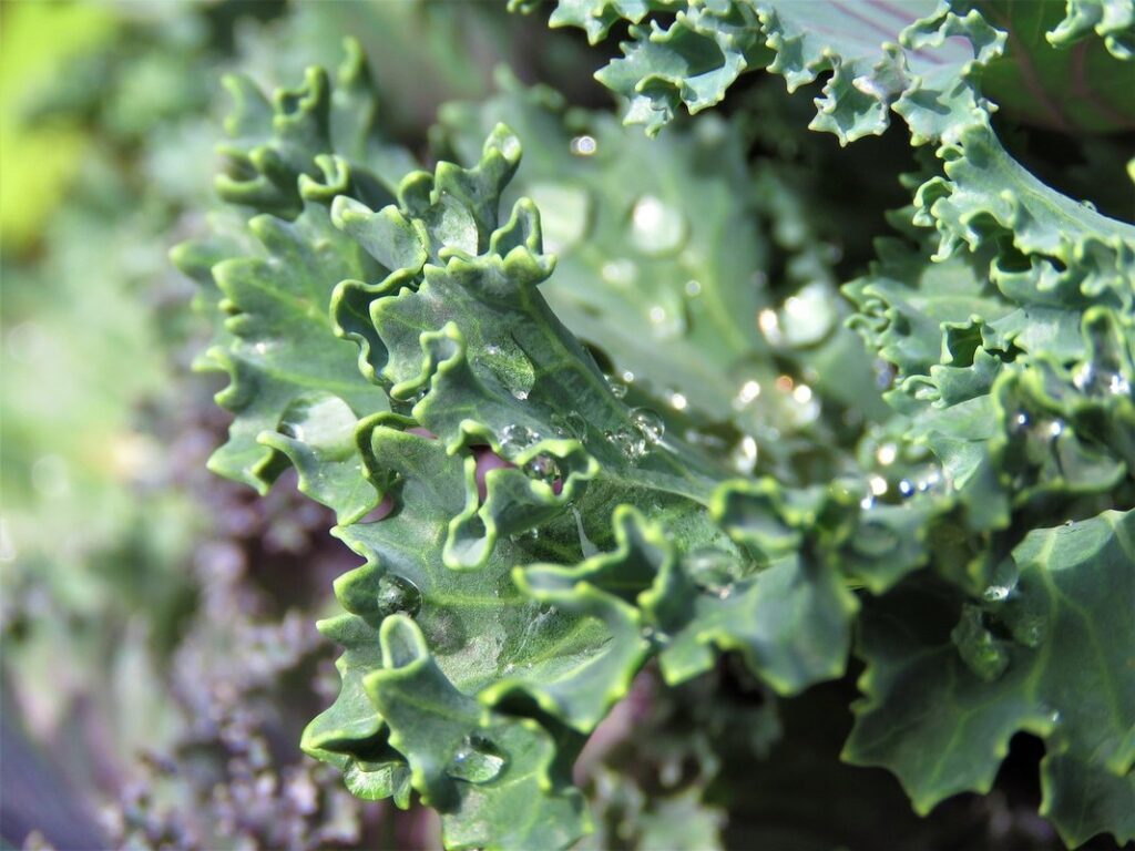 how to grow kale