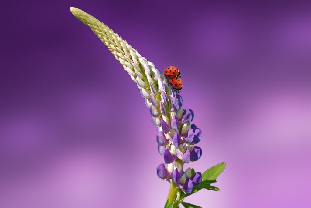 do ladybirds eat plants
