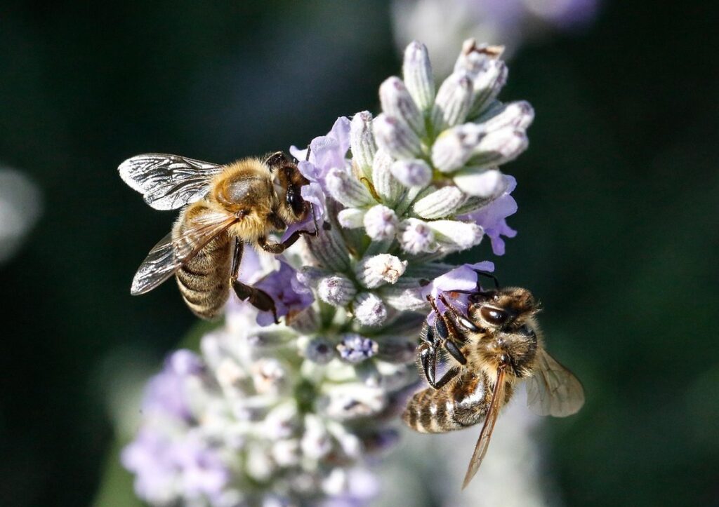 lavender flowers for bees