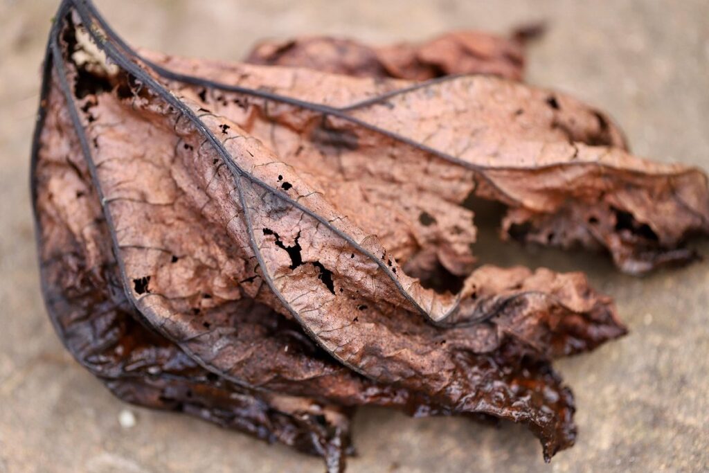 composting leaves in fall