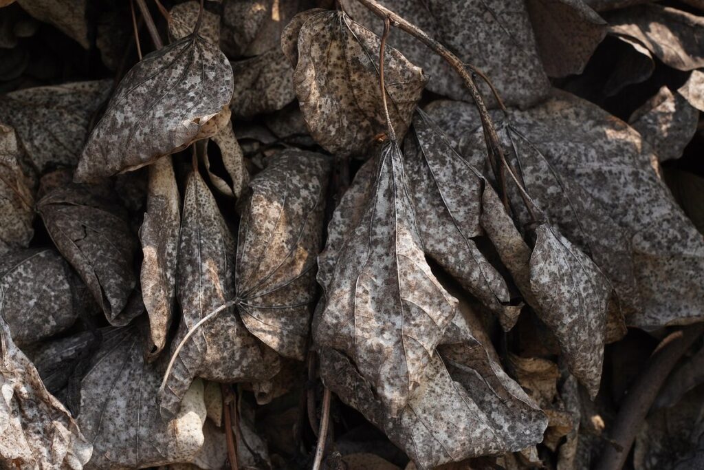sooty mold on leaves