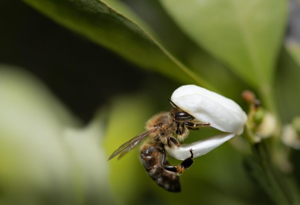 indoor lemon tree pollination