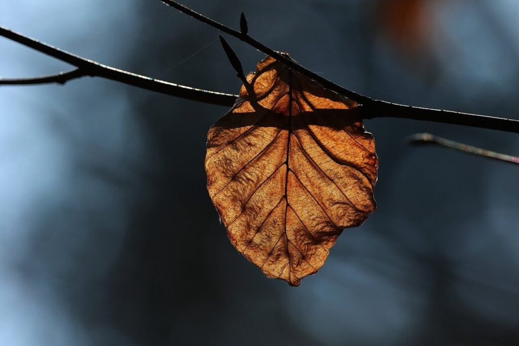 lemon tree losing leaves causes