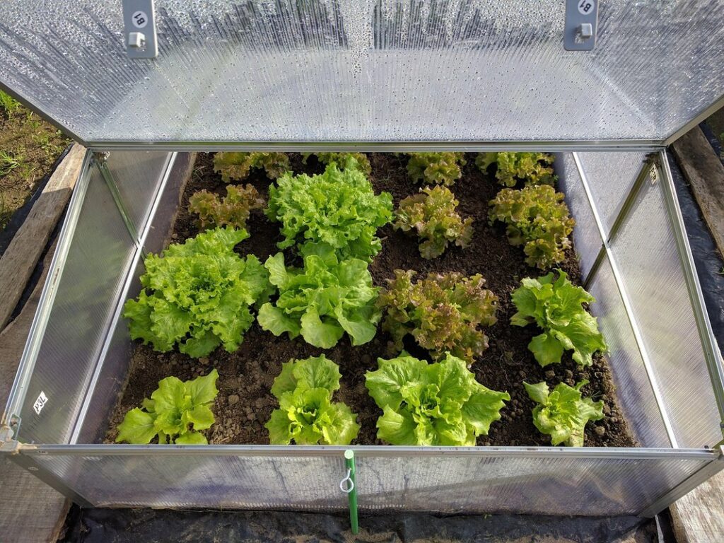 lettuce greenhouse