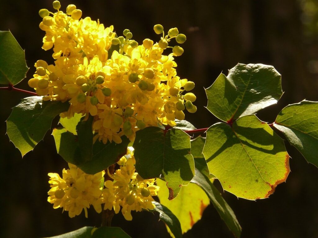mahonia flowers for winter pollinators