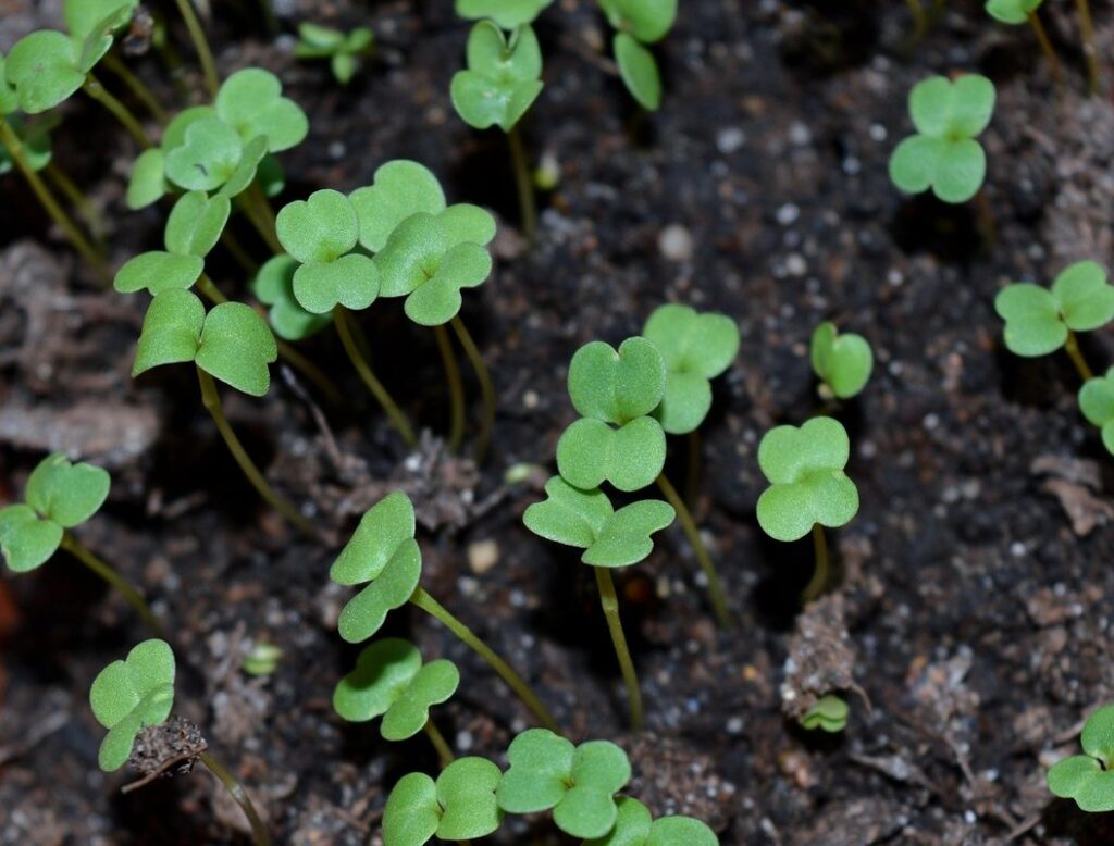 microgreens growing guide