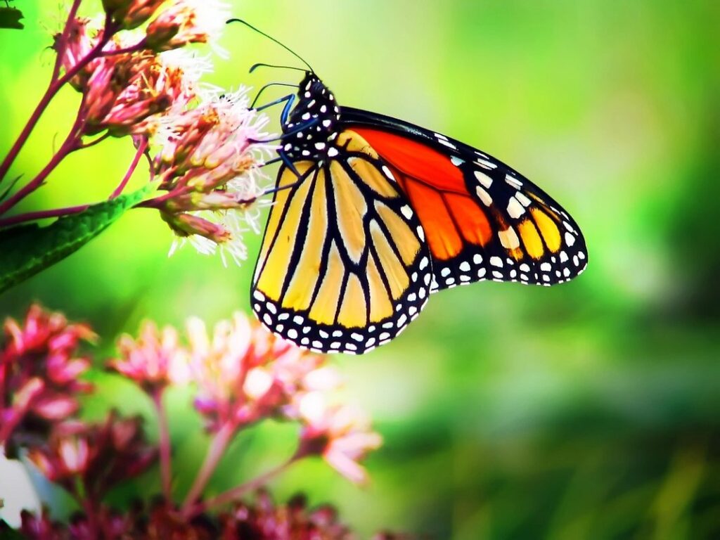 milkweed for monarchs