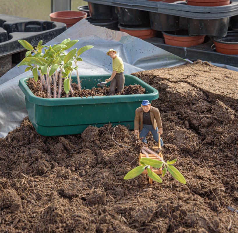 miniature tomato plants