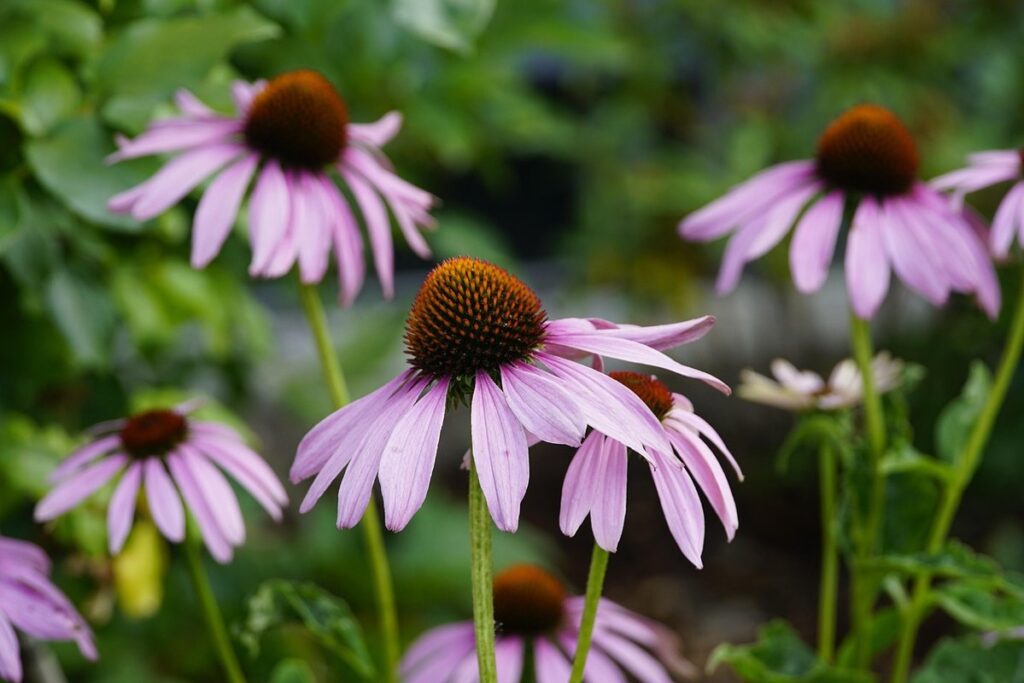 narrow leaved coneflower