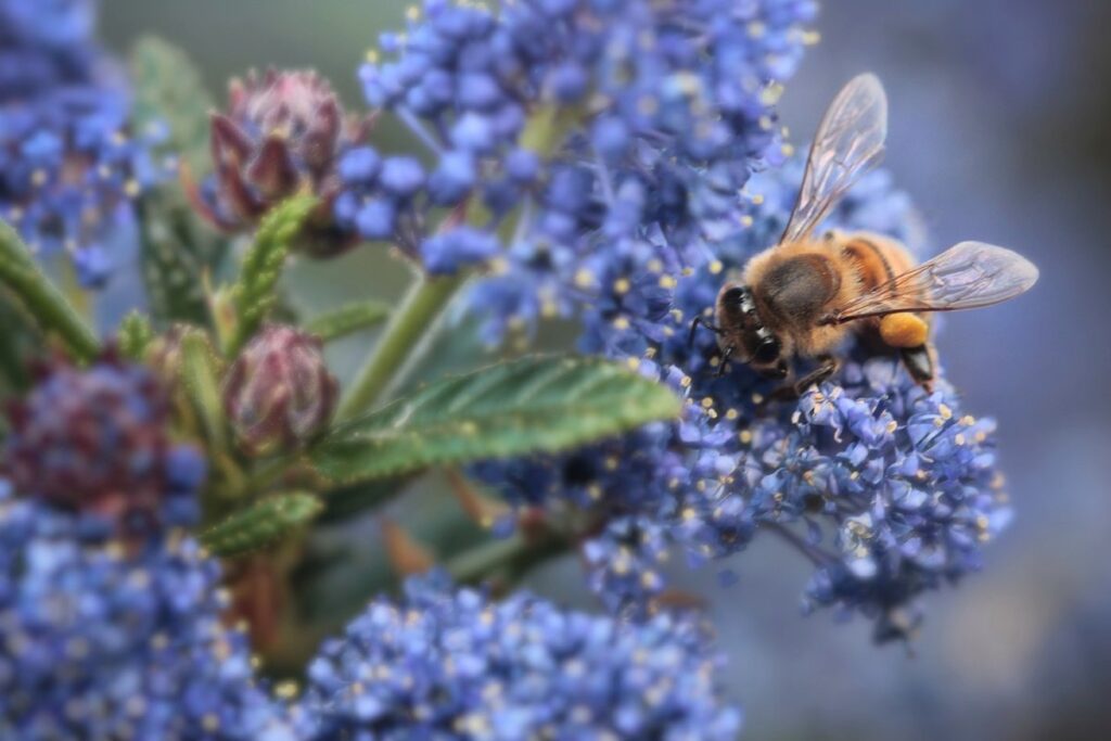 native pollinator plants