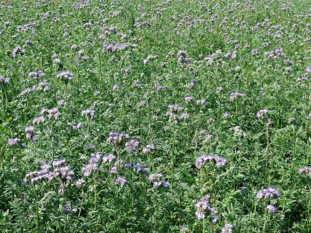 natural flower fertilizer