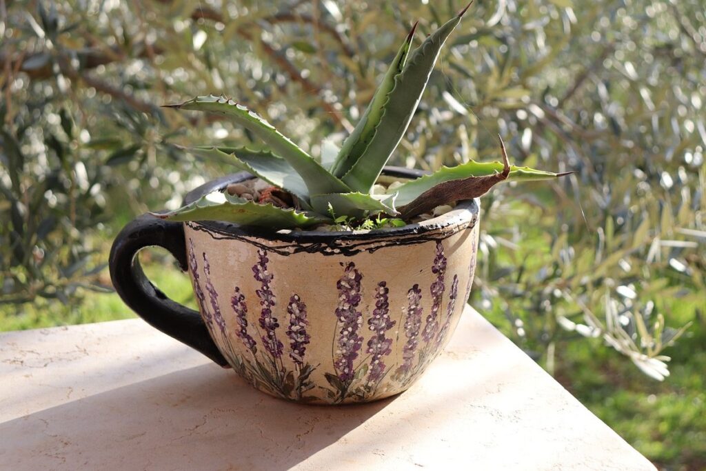 olive tree care indoors