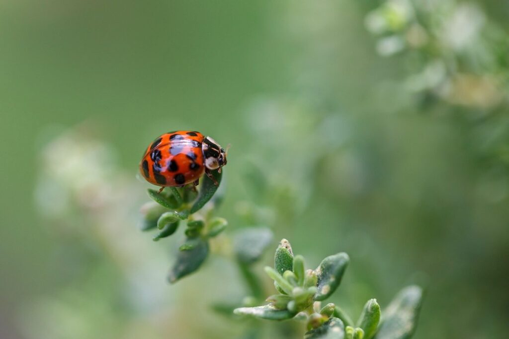 orange black ladybug