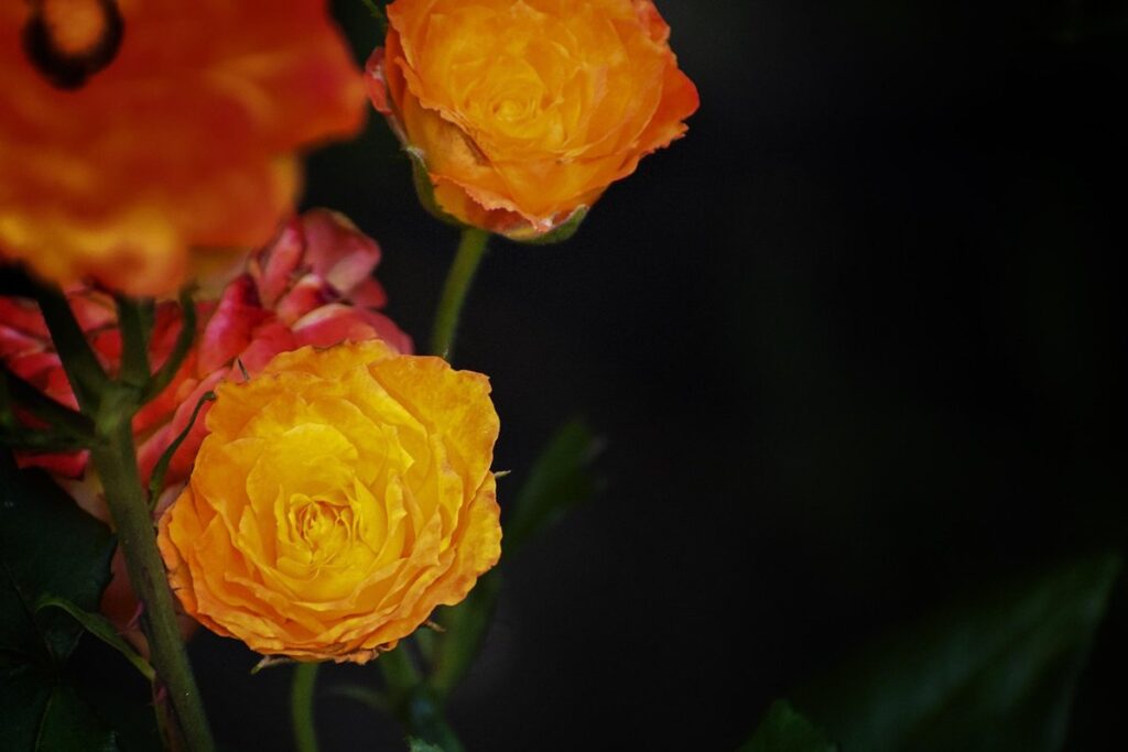 orange tree care guide