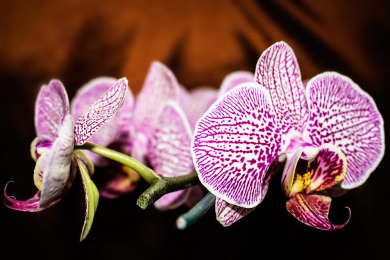 orchid care after blooming