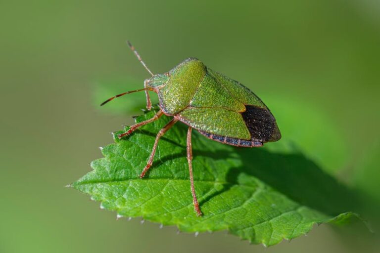 organic pest management in gardens