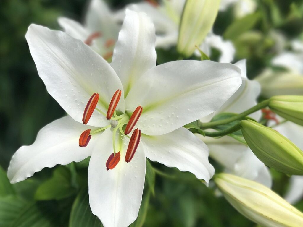 stargazer oriental lily bulbs