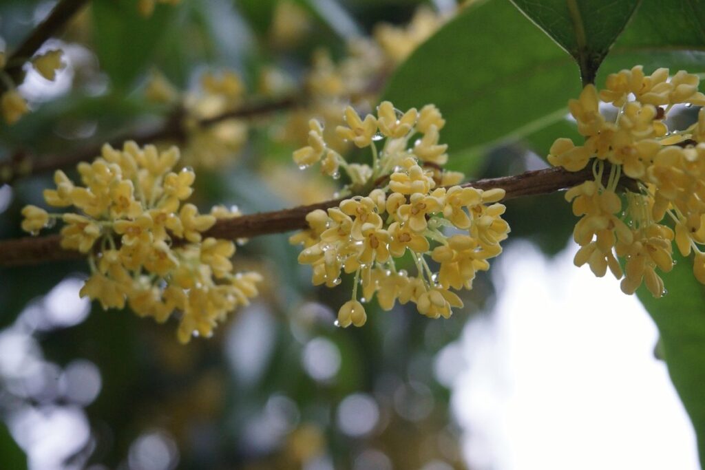 osmanthus burkwoodii flowers