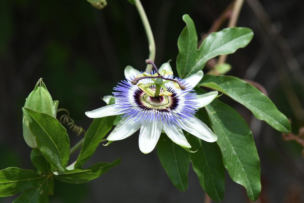 passionfruit vine care