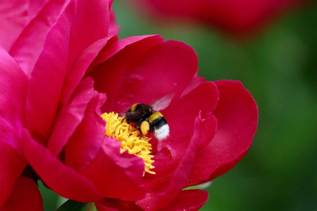 are peonies good for pollinators