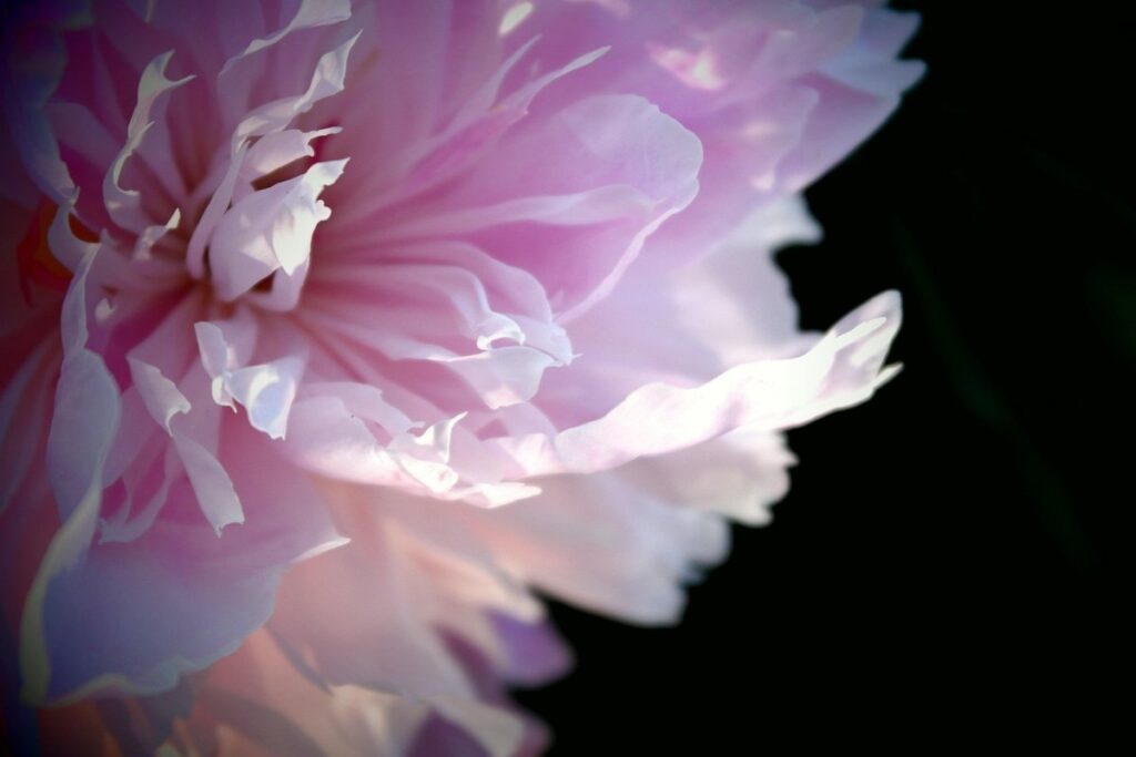 peony care and support