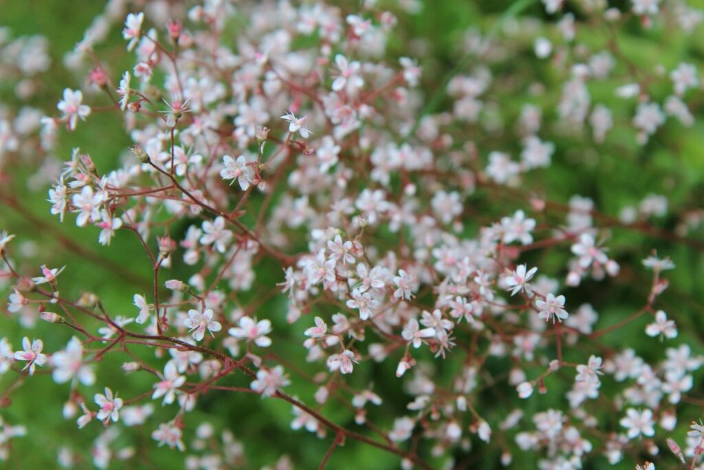 perennial border planting plan