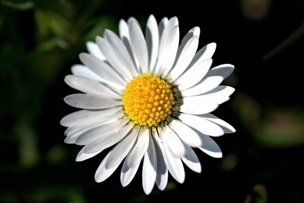 perennial plants for bees and butterflies uk