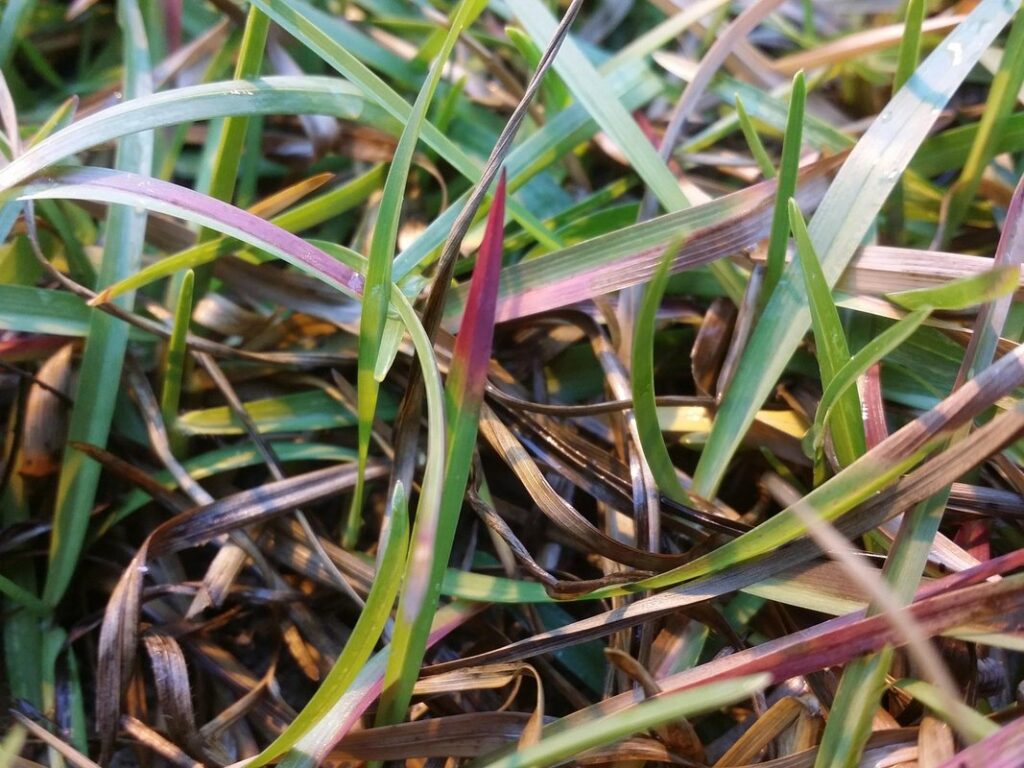 phosphorus deficiency symptoms