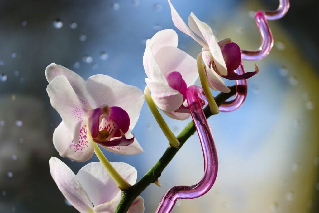 what can u put in water 2 help plants grow