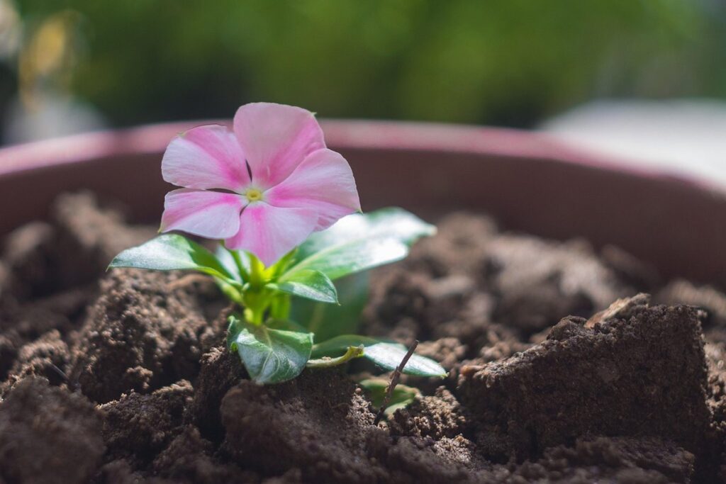 what does a plant get from soil