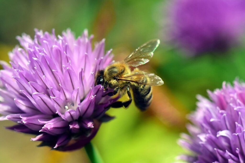 flowers for pollinators