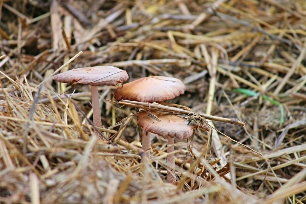 is horse manure good for compost