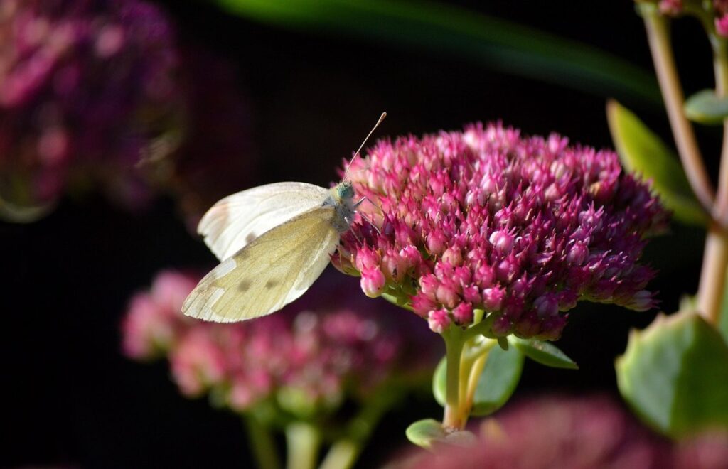 plants good for chickens