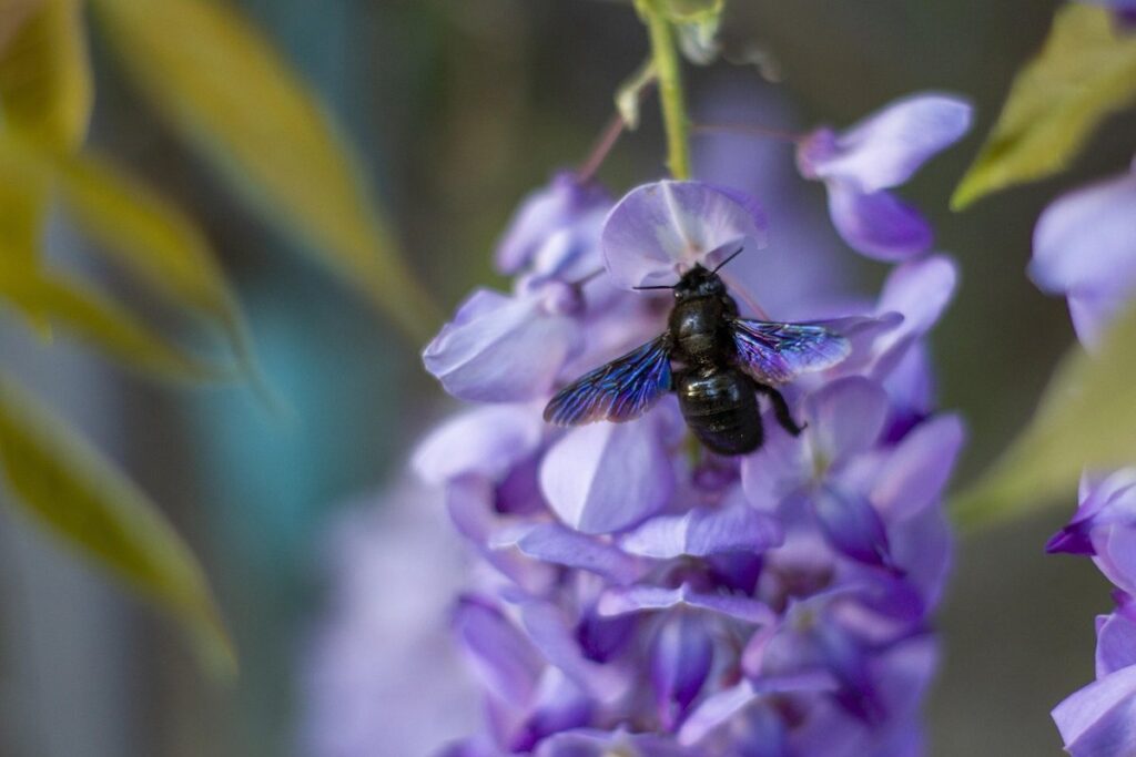 pollen from flowers