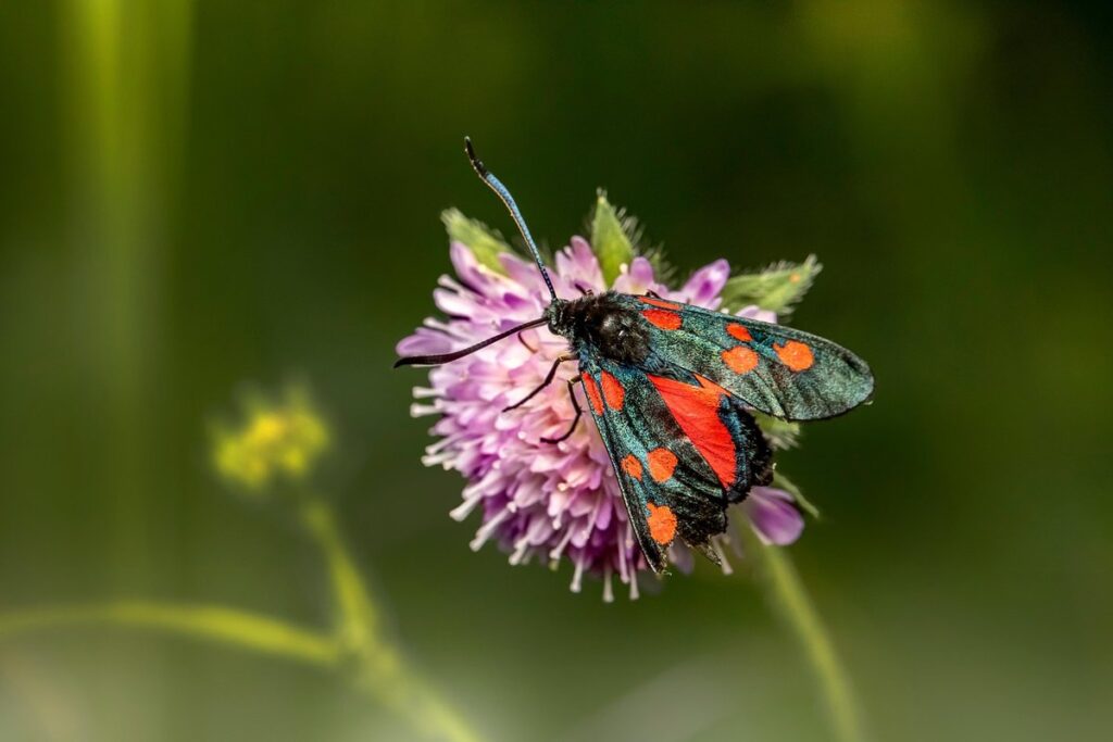 pollinator border plants