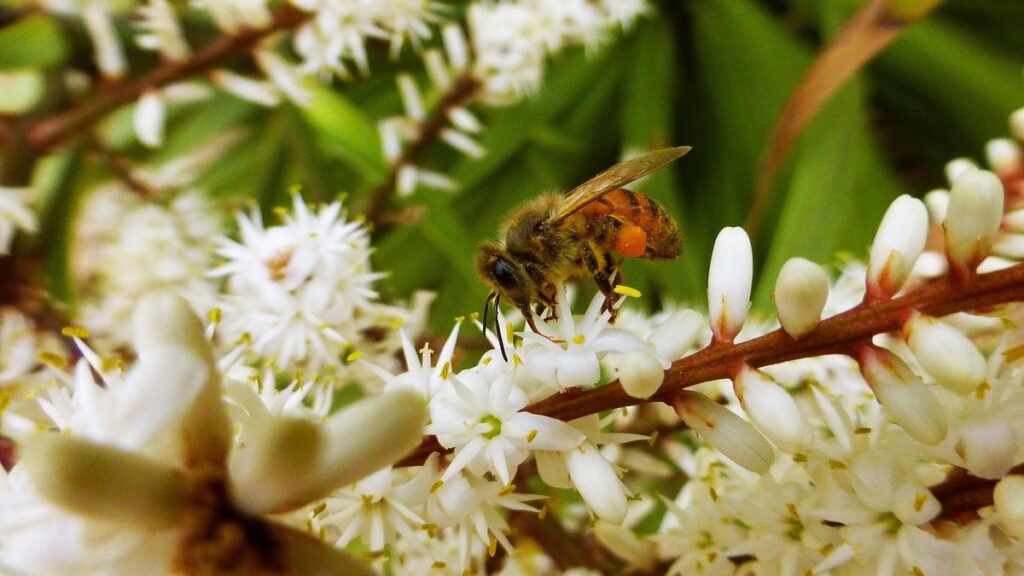 pollinator garden plan