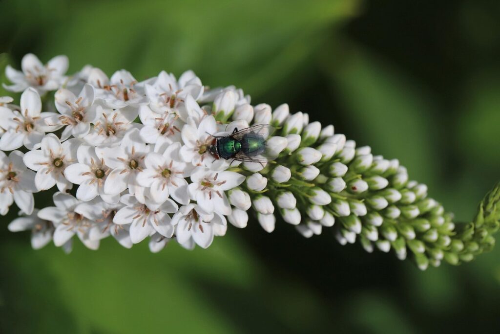 pollinator plants perennials