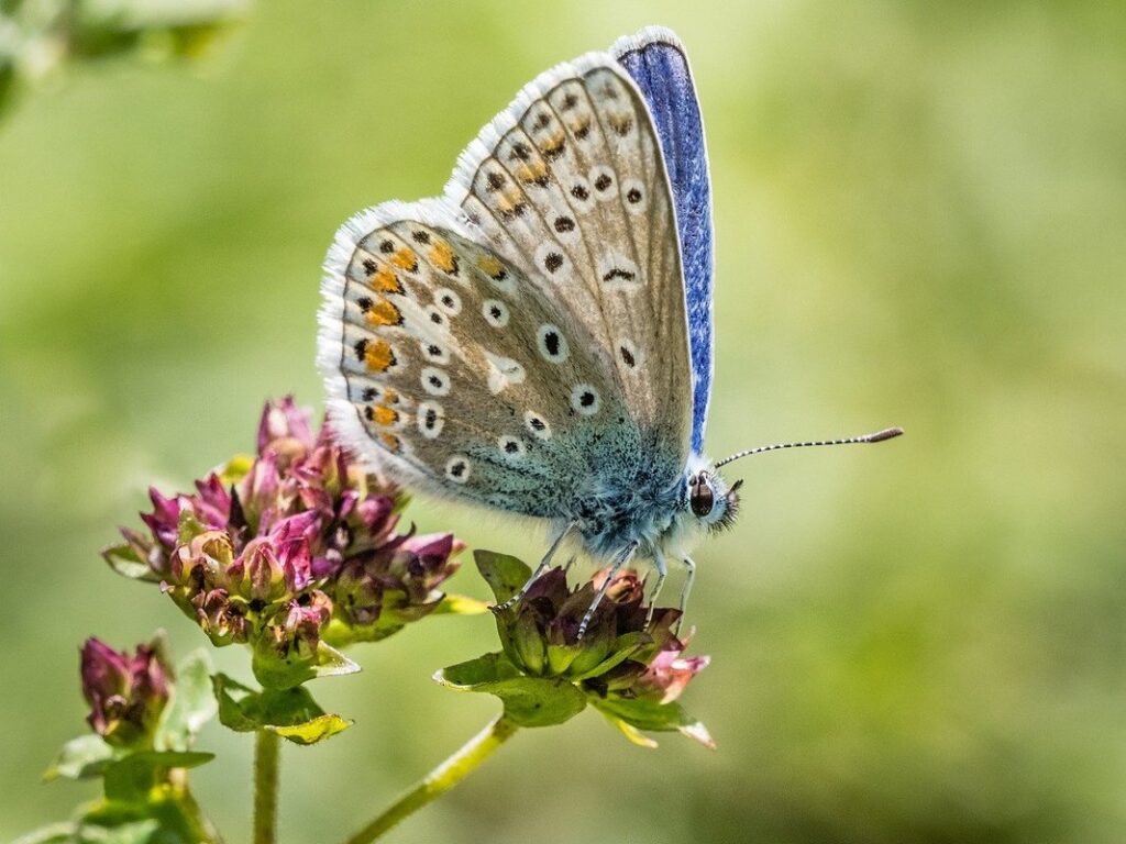 best plants for pollinators uk
