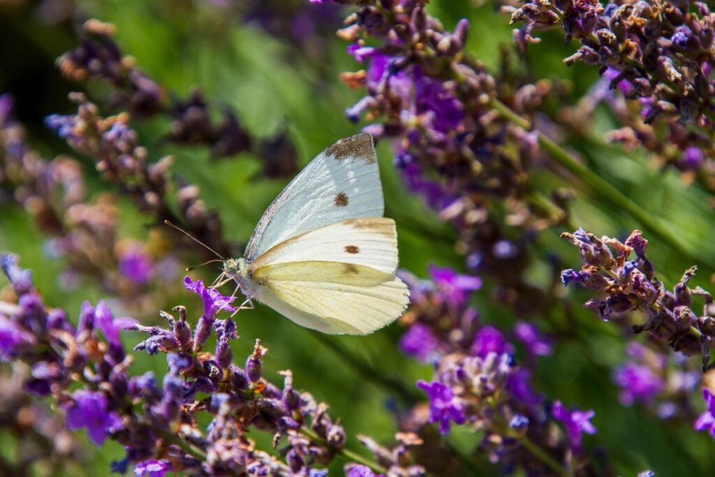 late flowering shrubs for pollinators