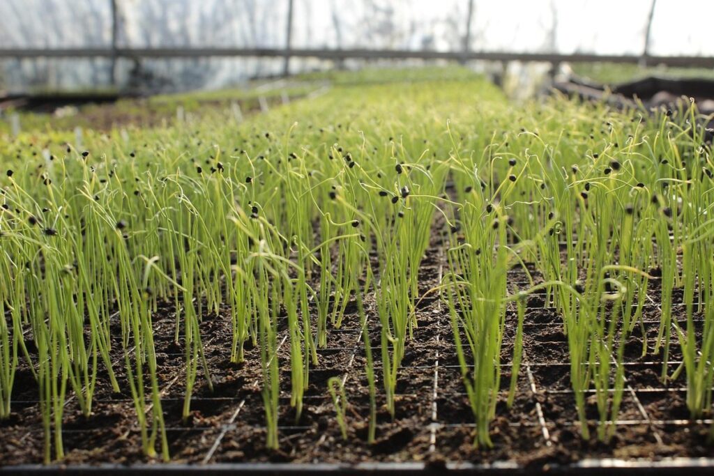 polytunnel growing guide