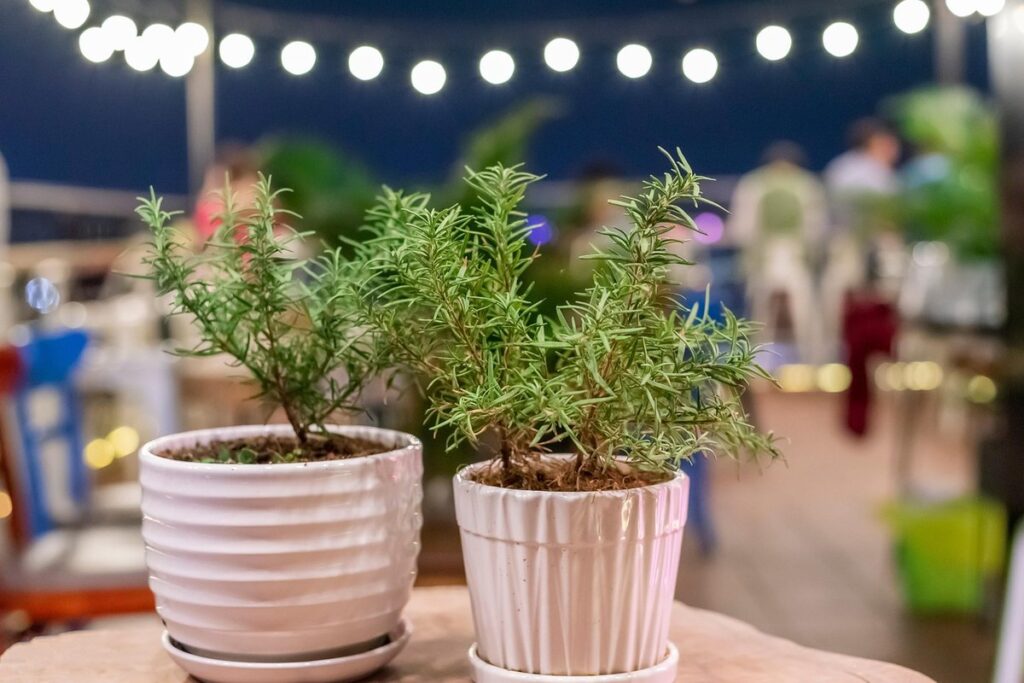 potted rosemary