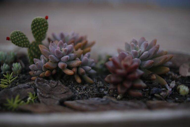 potting mix vs garden soil