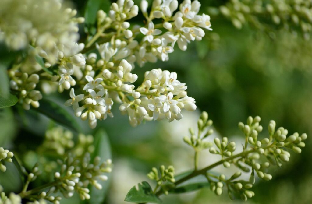 privet flowers