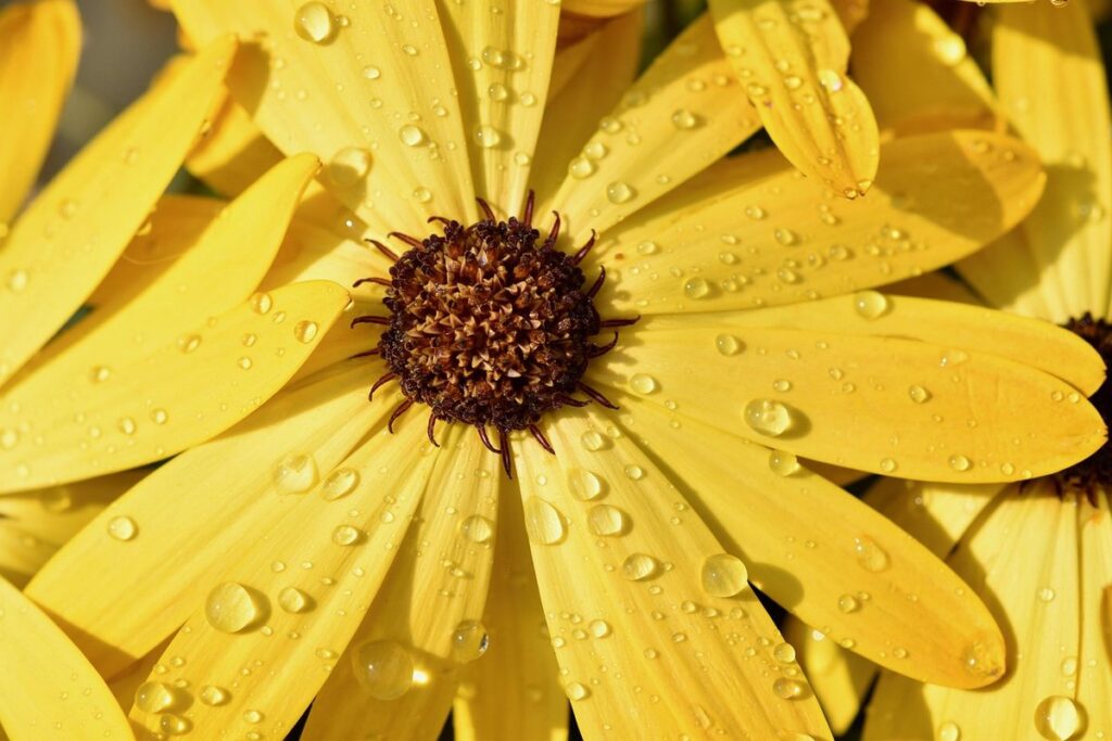 rain garden plants and design