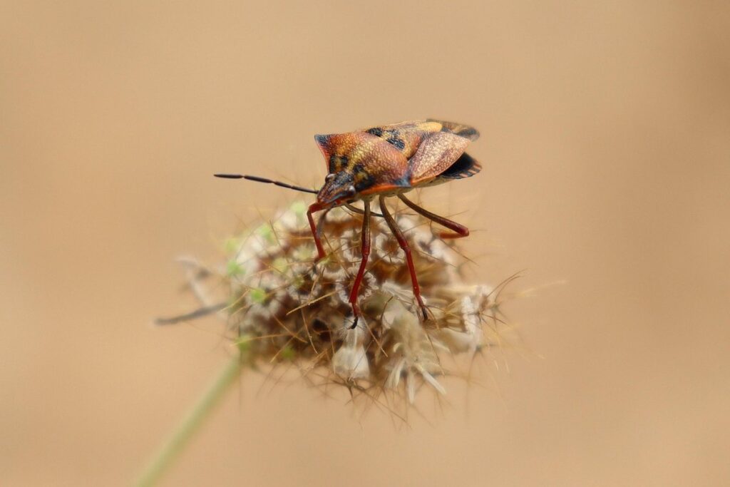 roly poly potato bug
