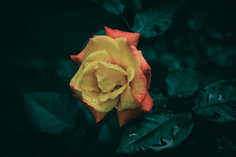 rose black spot treatment