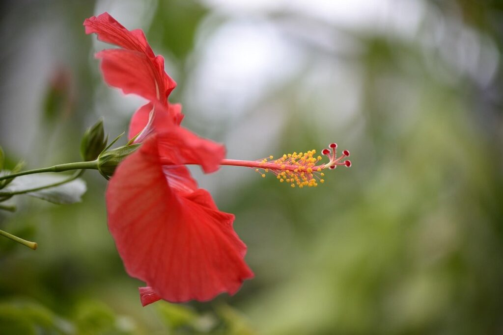 rose of sharon hummingbirds