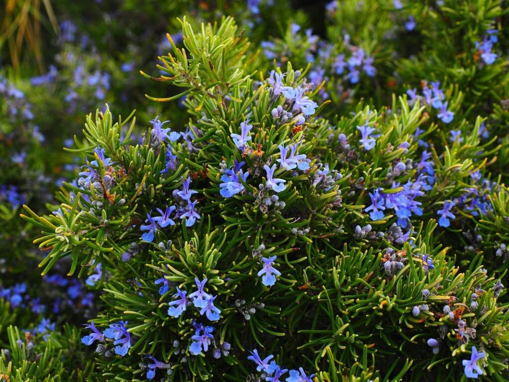is the herb rosemary a perennial