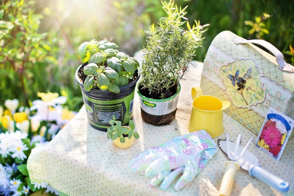 how often to water rosemary plant