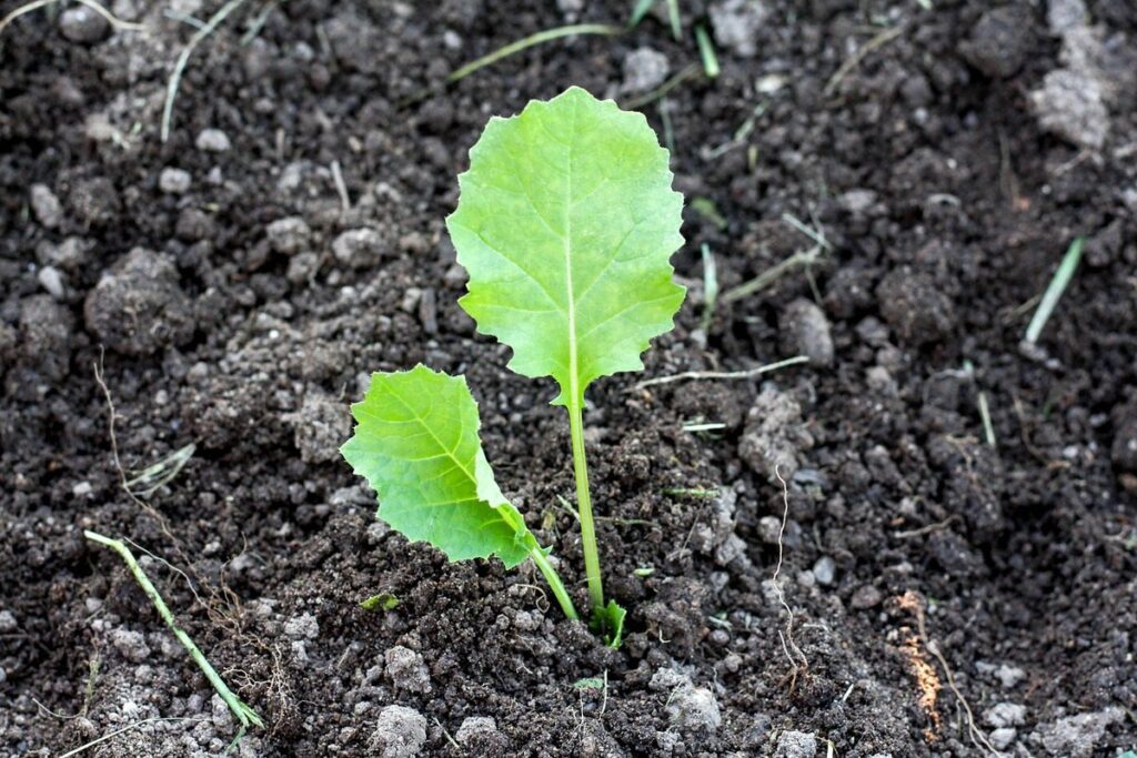 how to grow seeds indoor